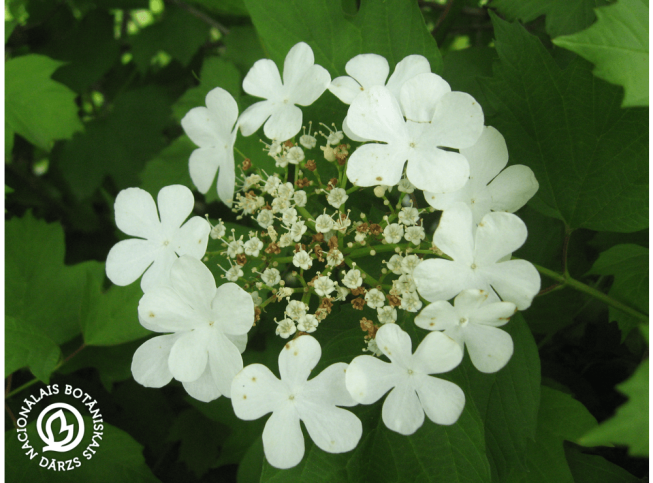 Viburnum opulus